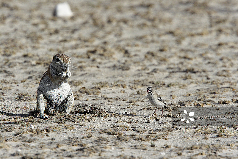 南非地松鼠和雀形目鸟类埃托沙图片素材