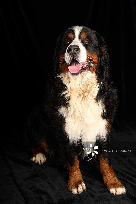 成年伯恩山犬的肖像图片素材