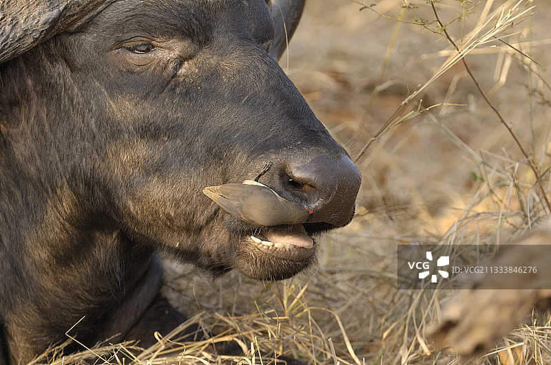 南非开普敦水牛上的红嘴牛椋鸟图片素材