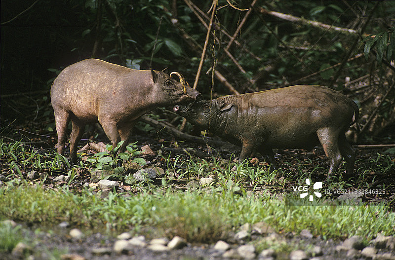 在印度尼西亚阿杜杜克自然公园打斗的两只雄性鹿豚图片素材