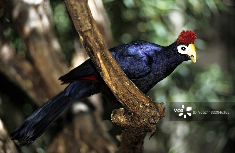 非洲树枝上的罗斯蕉鹃图片素材