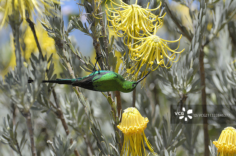 南非：正在寻觅花蜜的孔雀石太阳鸟图片素材