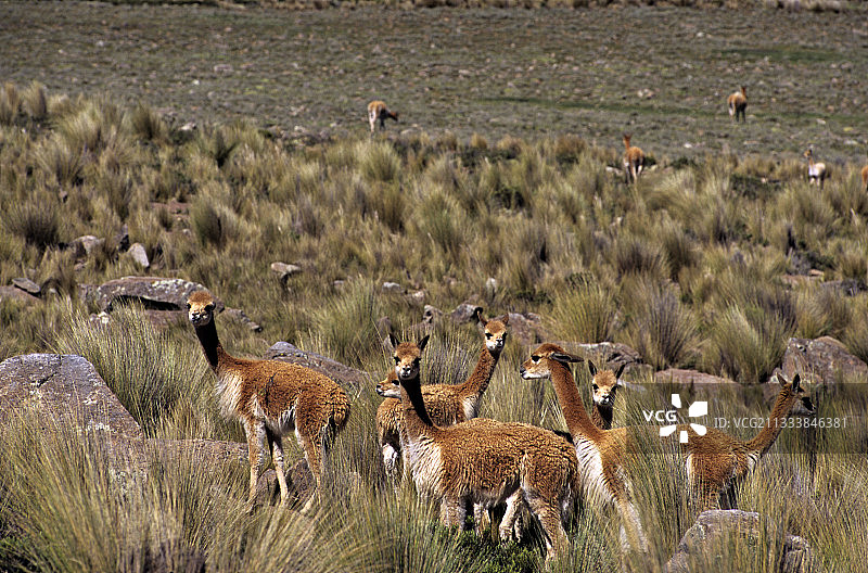 小羊驼潘帕加莱拉斯国家公园图片素材