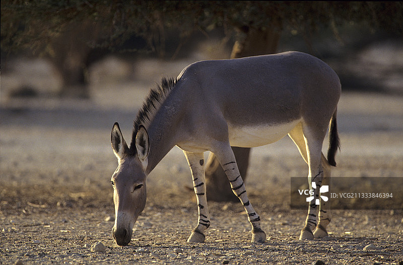 以色列内盖夫沙漠的索马里野驴图片素材