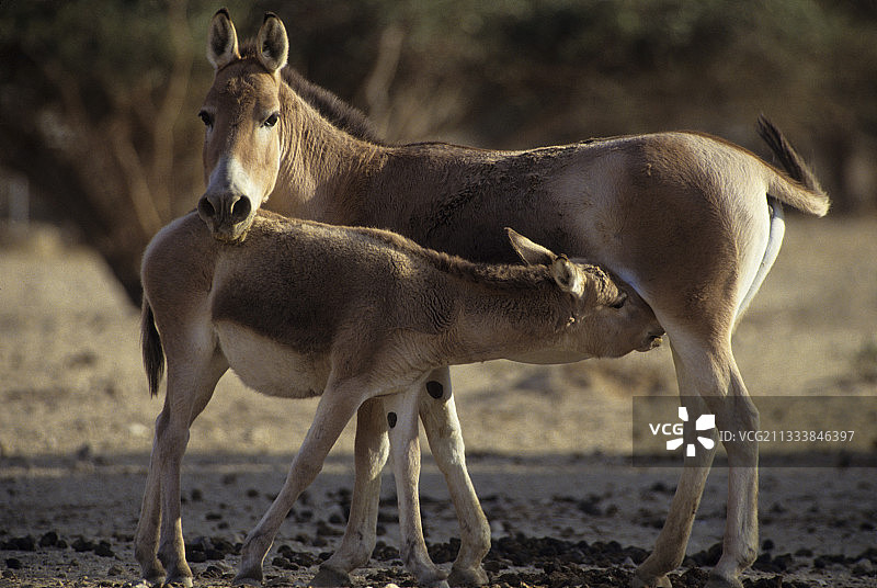 内盖夫沙漠中的年轻亚洲野驴图片素材
