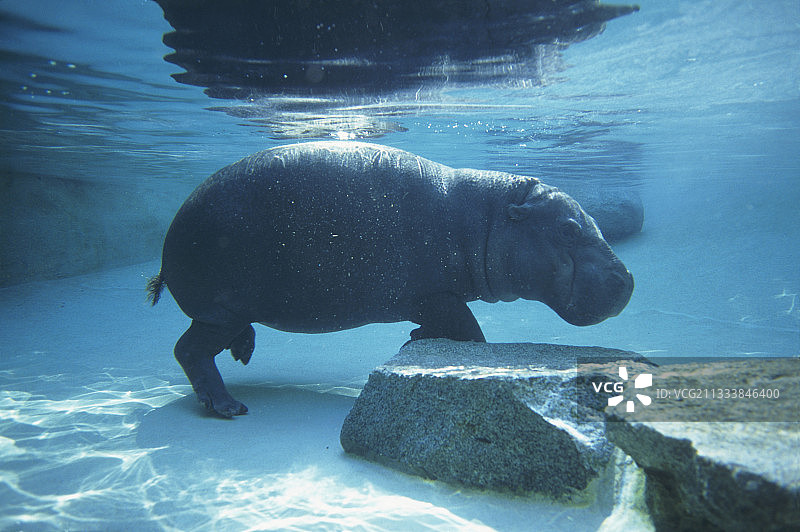 法国杜埃拉方丹动物园内的水池照片图片素材