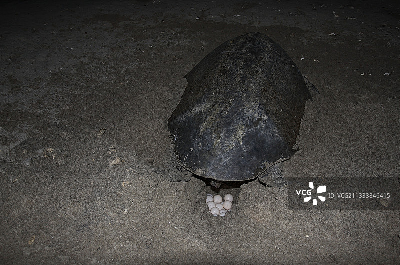 丽龟在尼加拉瓜拉弗洛尔海滩产卵图片素材