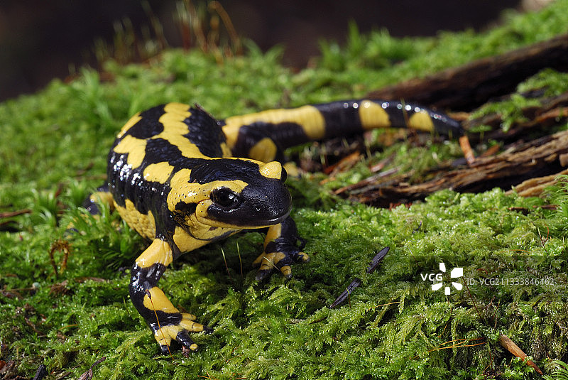 韦尔内拉瓦雷讷地区图片素材