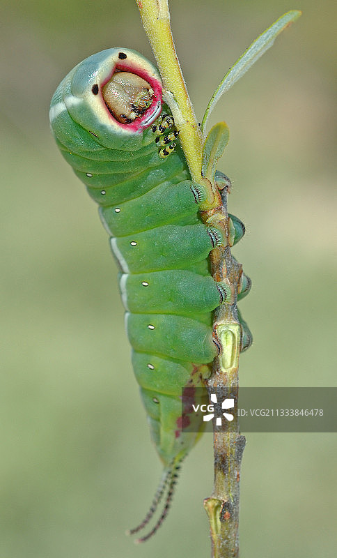山猫夜蛾的毛毛虫在树枝上觅食图片素材