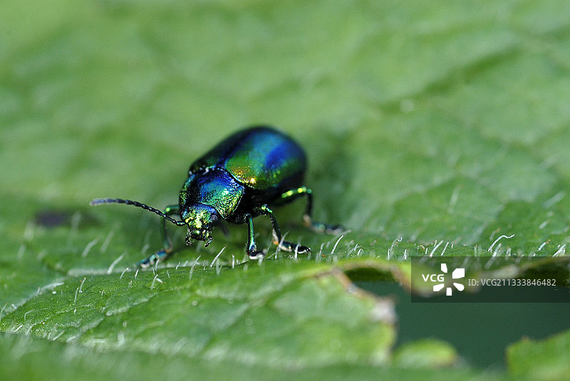 阿尔卑斯叶甲虫图片素材