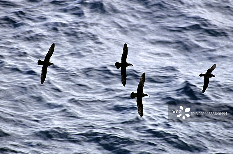 加拉帕戈斯群岛的奥杜邦海鸥图片素材