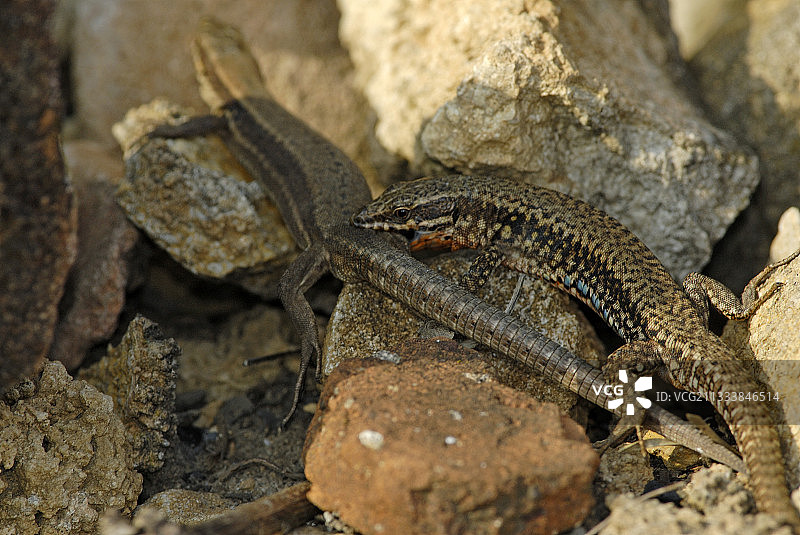 交配前，雄性将雌性含在嘴里图片素材