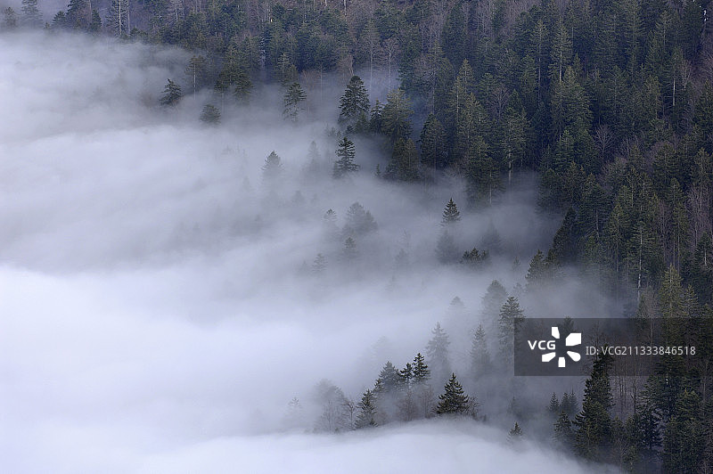 瑞士克勒迪凡圆形冰斗森林中的青蛙图片素材