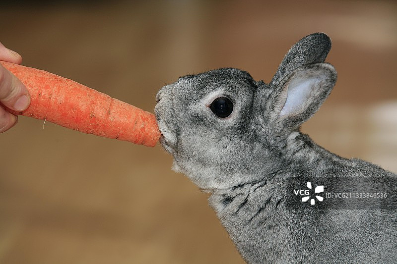 兔子金吉拉吃胡萝卜图片素材