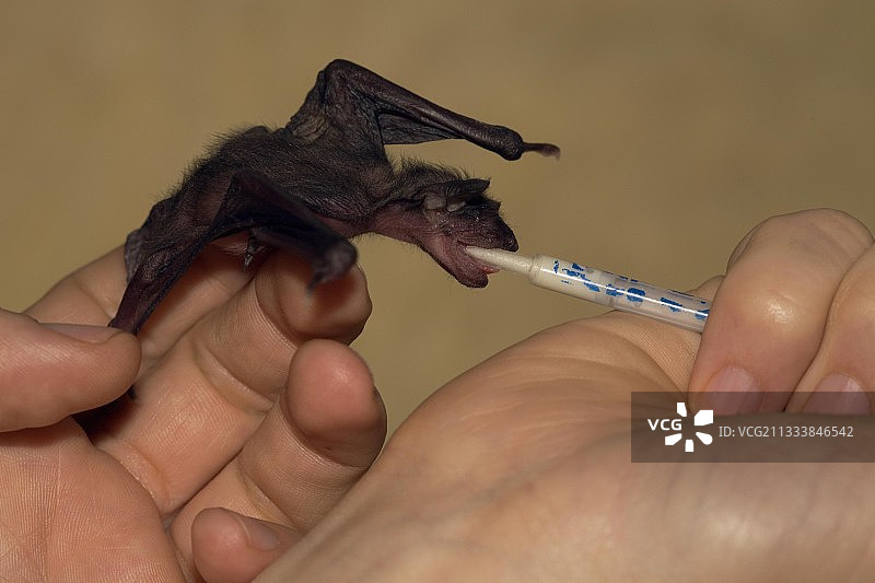 德国：小鼠耳蝠的哺育图片素材