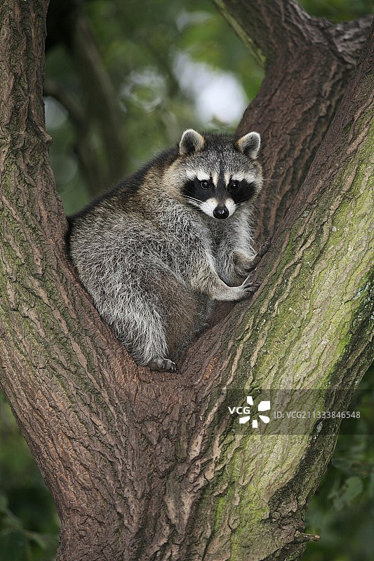 德国树上的浣熊图片素材