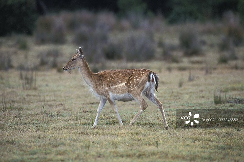 在西班牙境内行走的幼鹿图片素材