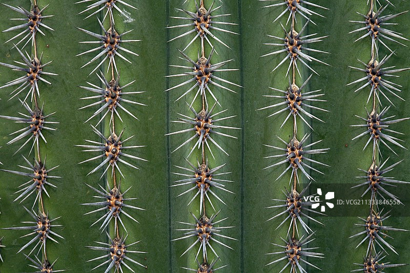 带刺的仙人掌图片素材