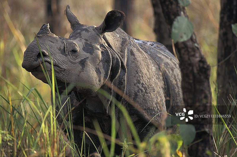 尼泊尔奇特旺国家公园的印度犀牛肖像图片素材