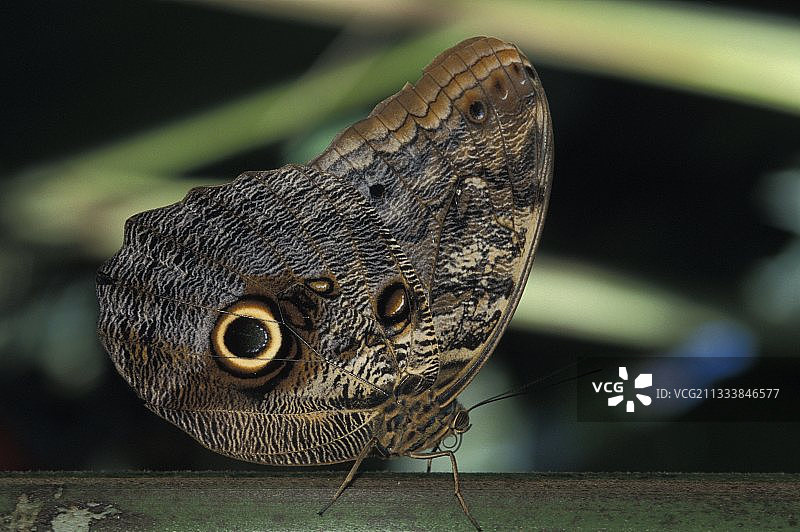 巴西雨林中停留在茎上的蝴蝶图片素材