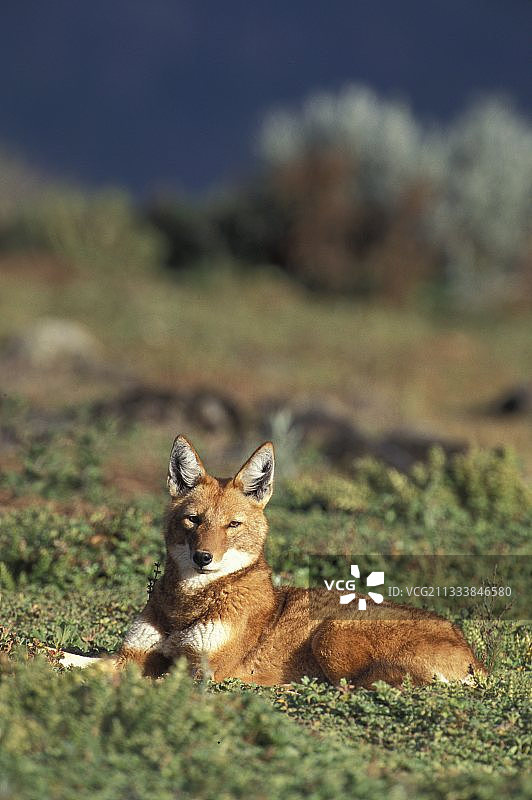 埃塞俄比亚草地上的亚比西尼亚狼图片素材