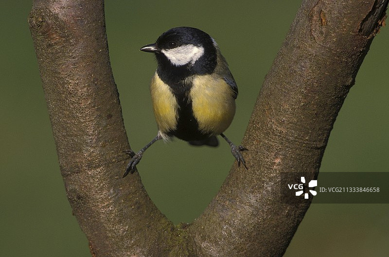 欧洲树杈上的大山雀图片素材