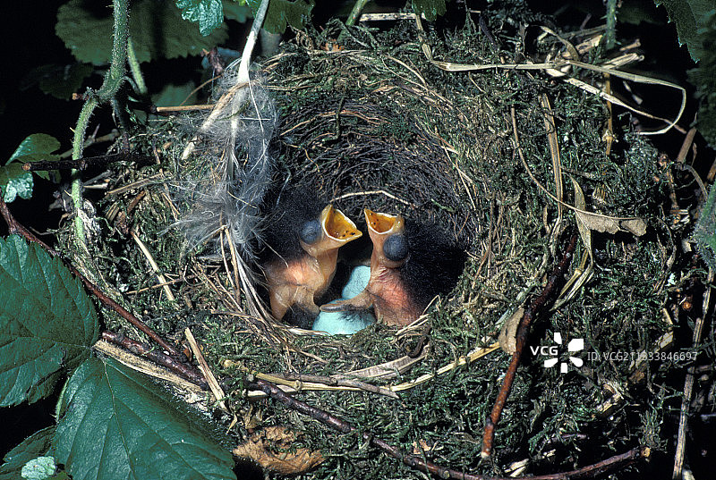 Dunnock鸟巢中幼鸟鸣叫图片素材