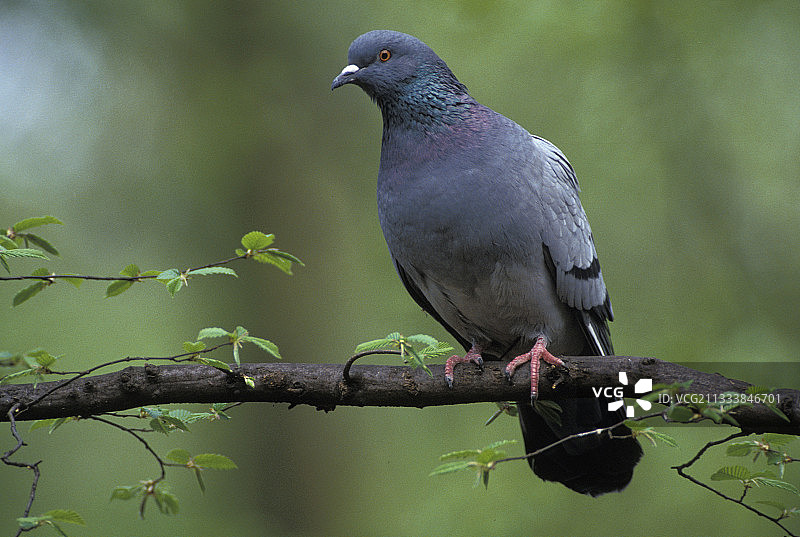 栖息在法国树枝上的穴鸽图片素材