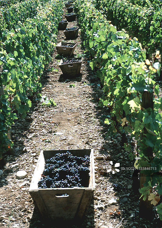 法国勃艮第波马尔葡萄园的葡萄采摘图片素材