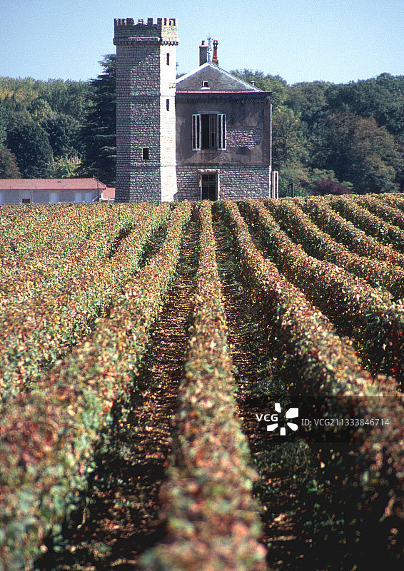 法国武若勃艮第的塔楼和葡萄园图片素材