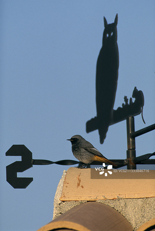 栖息在风向标前瓷砖上的普通红尾鸲图片素材