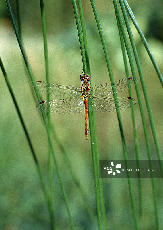 蓝色蜻蜓在花茎上图片素材