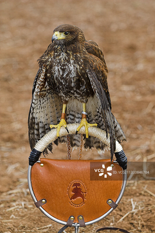 圈养的哈里斯鹰摆姿势图片素材