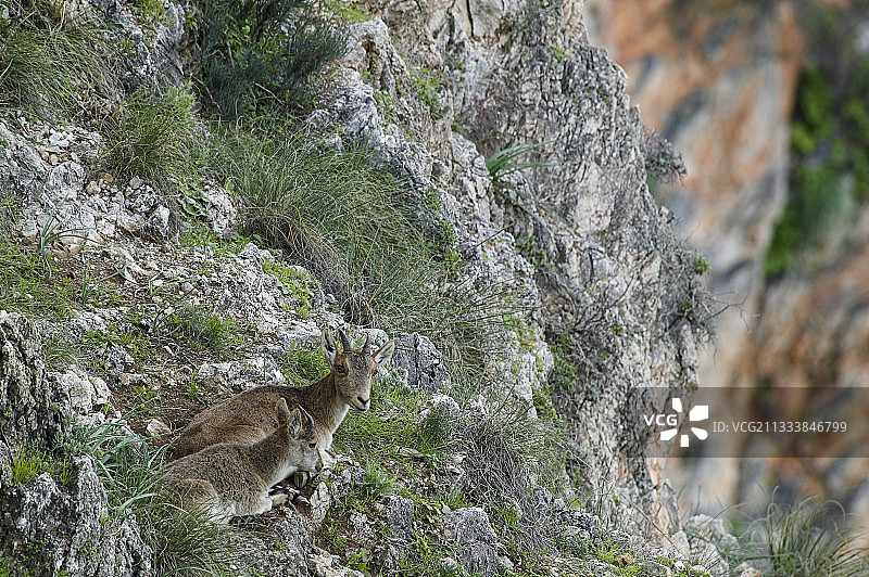 西班牙小山羊依偎在母亲身旁图片素材