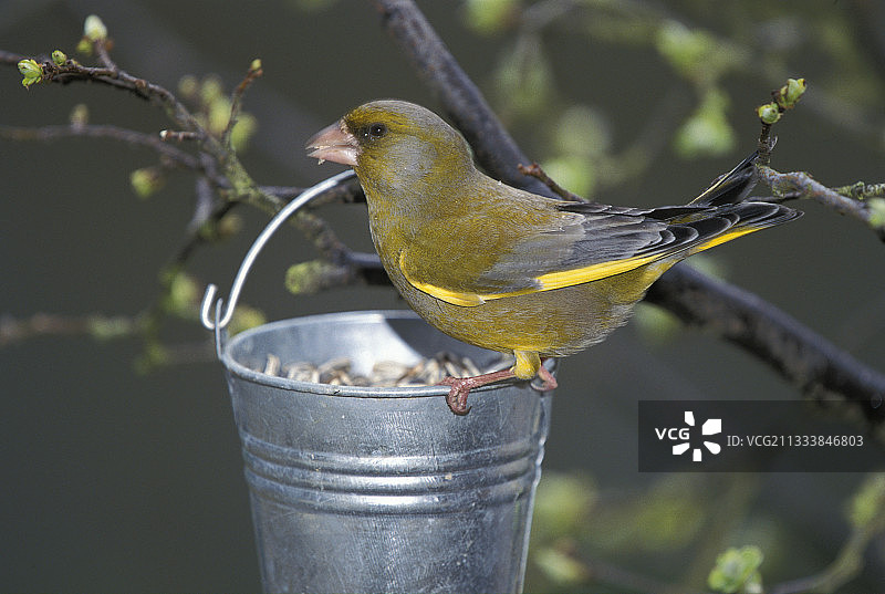 在法国，绿雀在桶里啄食种子图片素材