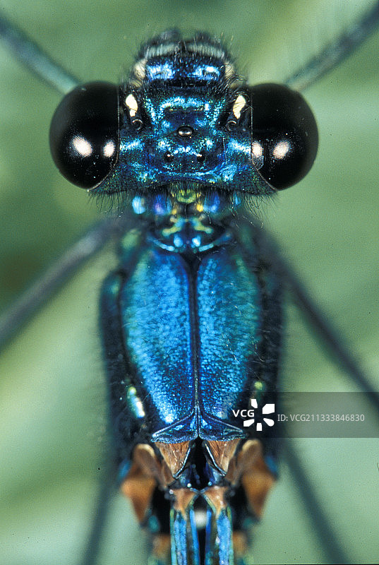 美丽的蜻蜓雄性的眼睛图片素材