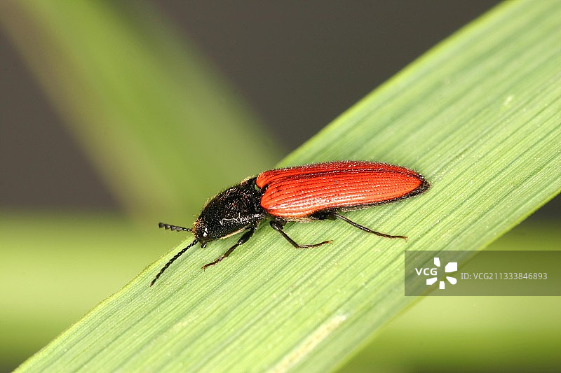 叶子上的成年叩头虫，法国阿列日省图片素材