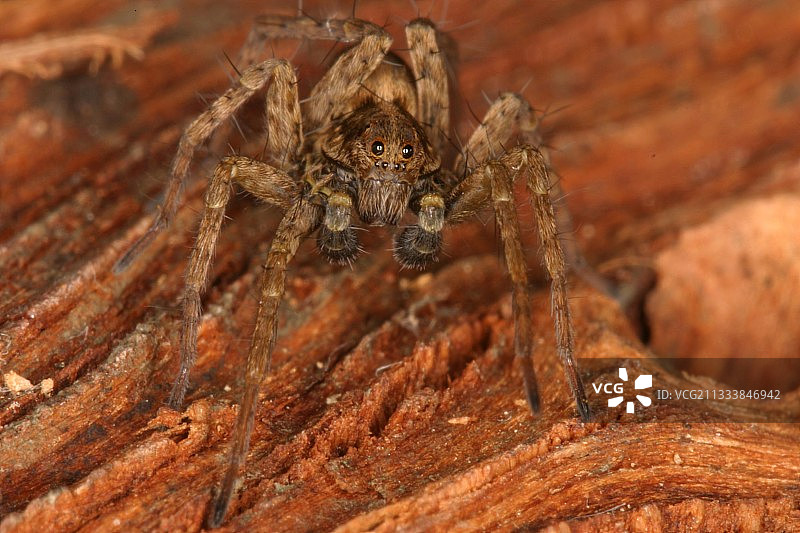 在枯木上的狼蛛，法国阿列日省锡厄拉图片素材