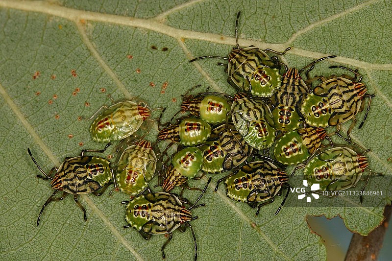 树叶上的父母和昆虫幼虫，比利时图片素材