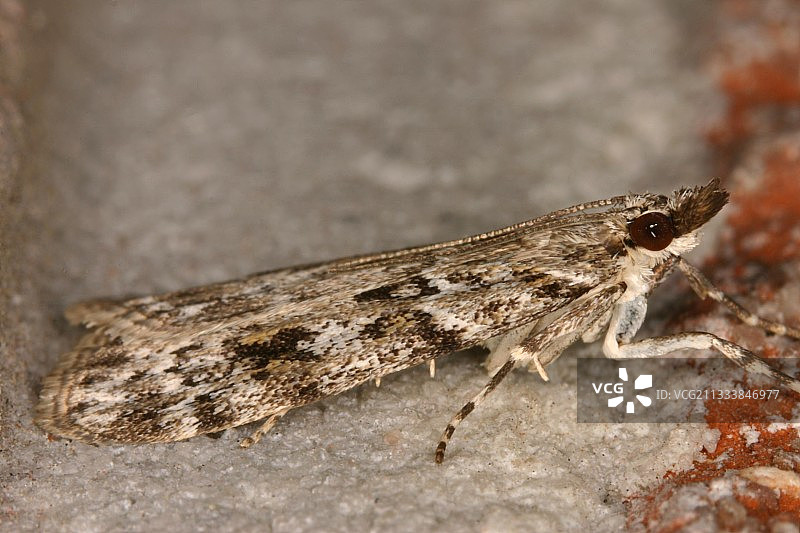 比利时莫埃拉斯克自然保护区螟蛾图片素材