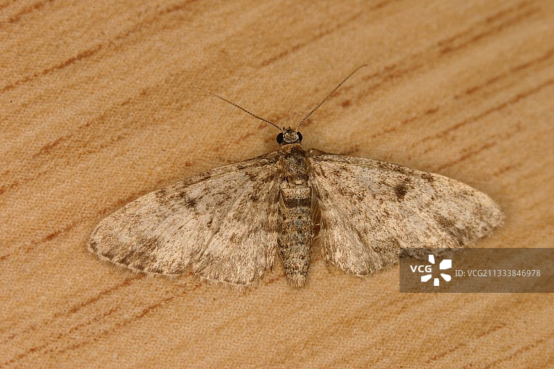 比利时穆拉斯克自然保护区的迷你巴哥犬图片素材