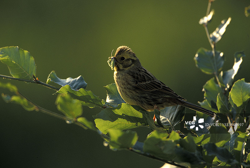 停在树枝上，嘴里叼着昆虫的黄雀图片素材