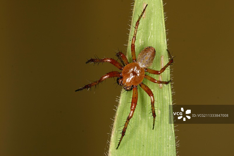 六斑园蛛 - 比利时图片素材