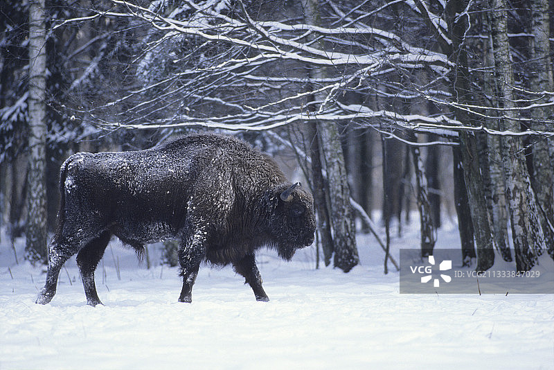在雪地中行走的欧洲野牛，波兰图片素材