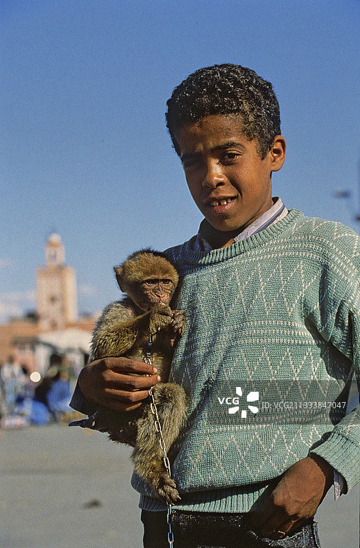 在摩洛哥马拉喀什出售的幼年猕猴图片素材
