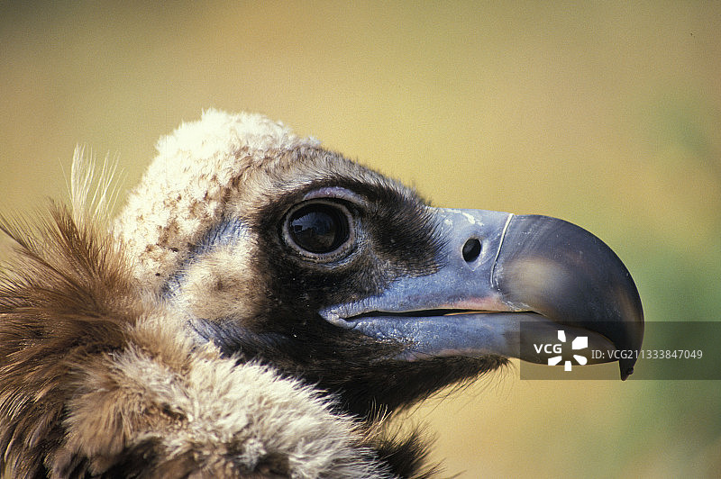 希腊的秃鹫画像图片素材