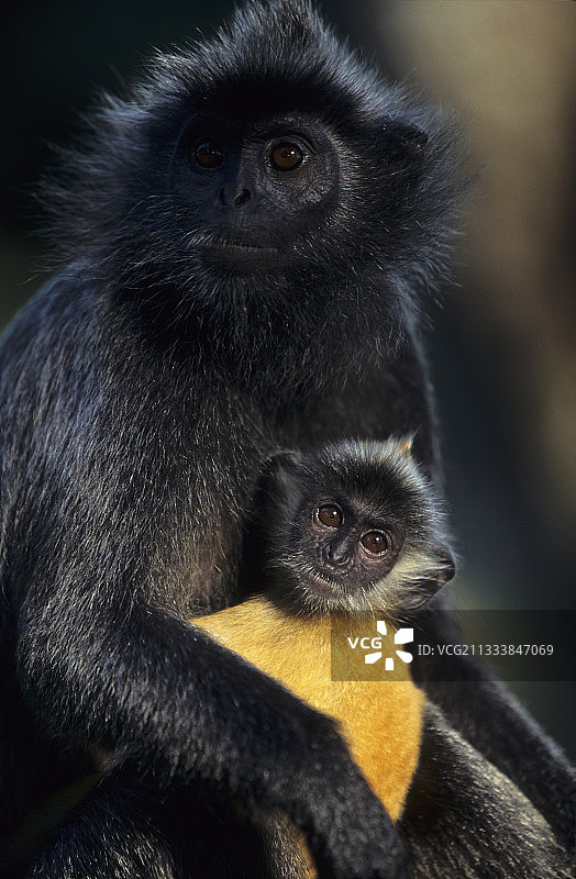 马来西亚瓜拉雪兰莪的银叶猴与幼猴图片素材