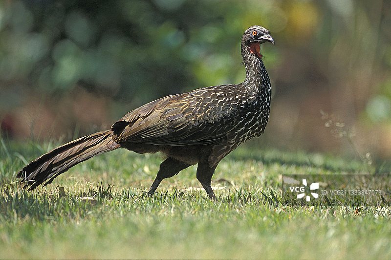在巴西草地上行走的佩内洛普·亚库霍图片素材
