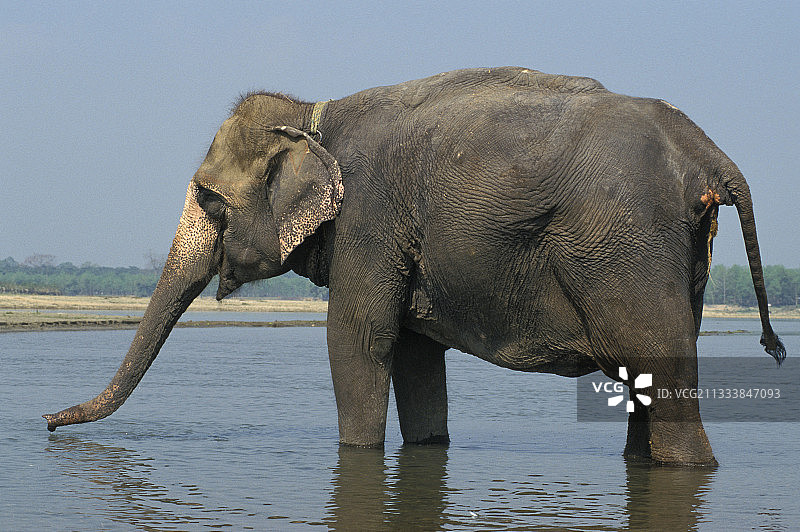 尼泊尔水中行走的亚洲象图片素材