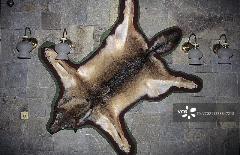 在巴尔干保加利亚被杀的狼的皮图片素材